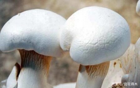 蘑菇小常识（中）10种味道鲜美的蘑菇，哪一种是菌中之王？插图50